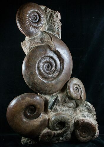 Large Lytoceras Ammonite Sculpture - Tall #7989